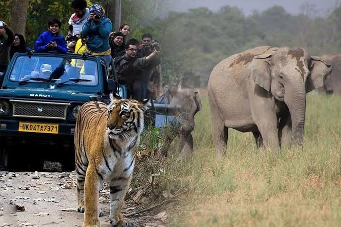 Art Vacation - Jim Corbett